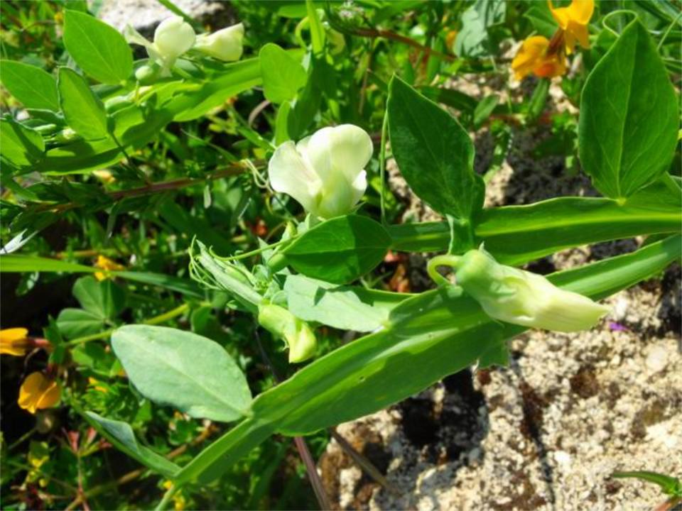 Lathyrus ochrus